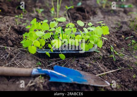 Transplanting foxglove seedlings into soil in summer garden using shovel. Growing flowers from seeds. Digitalis in plastic container Stock Photo