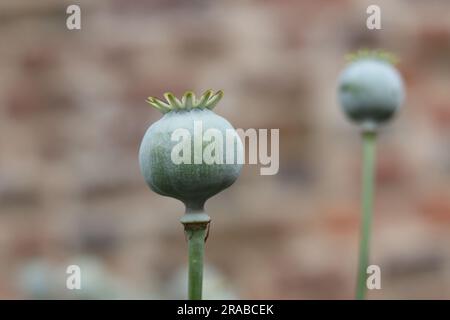 Green poppy seed heads in autumn against blurred wall with copy space Stock Photo