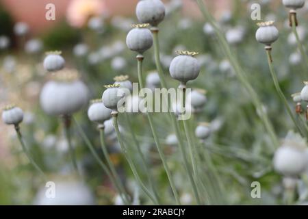 Green poppy seed heads in autumn against blurred wall with copy space Stock Photo