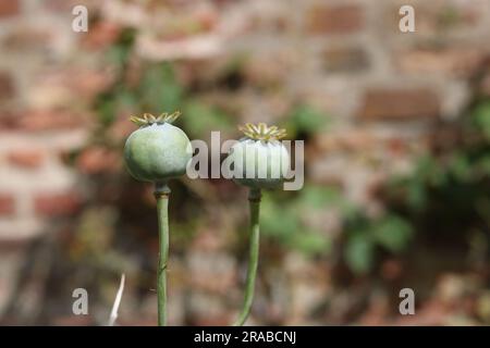 Green poppy seed heads in autumn against blurred wall with copy space Stock Photo