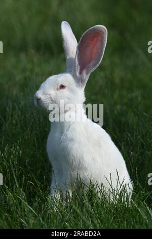 White rabbit sitting on green grass in vertical format Stock Photo