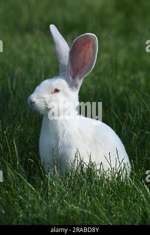The Rabbit sitting on green grass Stock Photo - Alamy