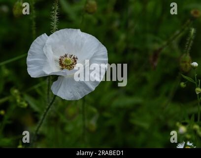 A single white poppy flower. Poppy 'Bridal Silk'. Stock Photo