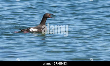 Pigeon Guillemot Cepphus Columba with bright red bill wide open on sea water Stock Photo