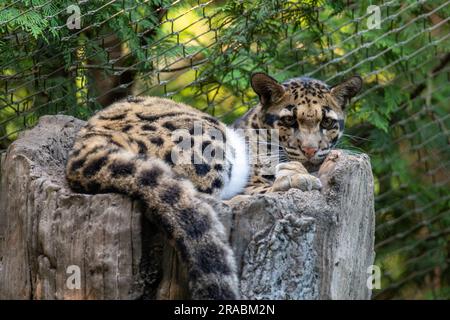Clouded Leopard Resting on a Tree Stock Photo