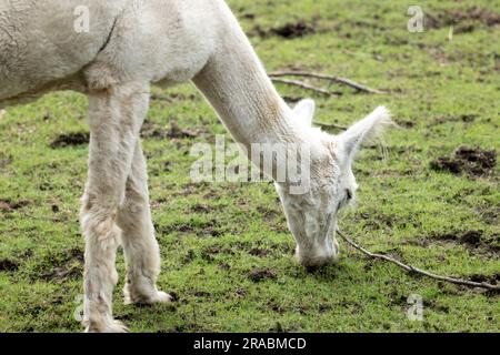A Photo of an Alpaca Grazing Stock Photo