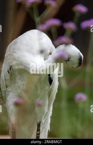 Telephoto of a Hooded Crane Grooming Itself Stock Photo