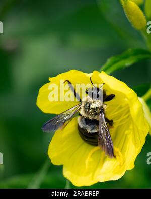 A half-black bumblebee, bombus vagans, pollinating a common evening  primrose flower, oenothera biennis, in a garden in Speculator, NY USA Stock Photo