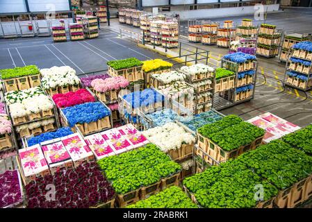 flower boxes at Flora Holland flower auction in the Netherlands Stock Photo
