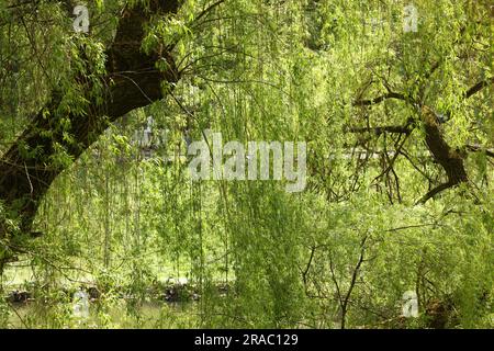 Beautiful willow trees with green leaves growing outdoors on sunny day Stock Photo