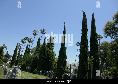 Los Angeles, California, USA 2nd July 2023 Italian Cypress Trees and Palm Trees at Hollywood Forever Cemetery on July 2, 2023 in Los Angeles, California, USA. Photo by Barry King/Alamy Stock Photo Stock Photo