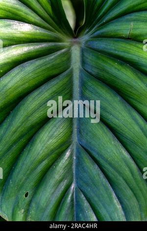 Floral biodiversity in the Amazon jungle of Peru Stock Photo - Alamy