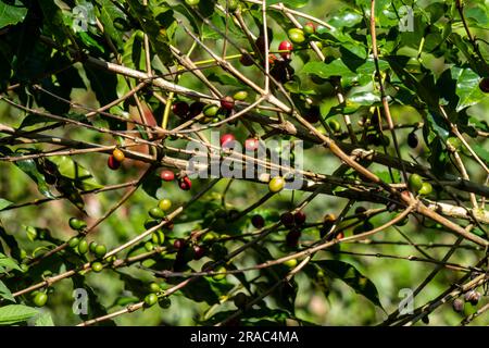 coffee on the plant,Tingo Maria,Huanuco,Perú. Stock Photo