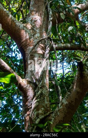 Floral biodiversity in the Amazon jungle of Peru Stock Photo - Alamy