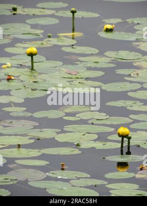 Water lilies bloom in Lake Jean in Ricketts Glen State Park in Benton, Pennsylvania. Stock Photo