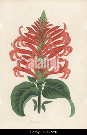 Cardinal's guard flower (Pachystachys coccinea) with owl butterfly ...
