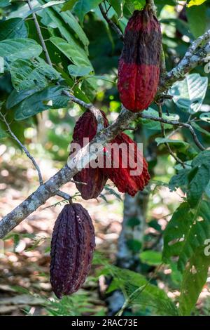 Theobroma cacao,Cacao fruits on the tree ,Tingo Maria,Huanuco,peru. Stock Photo