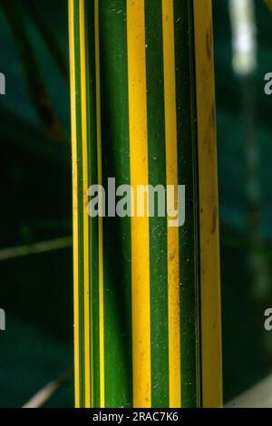 Bambusa Vulgaris vittata in the amazonian rainforest,Perú. Stock Photo