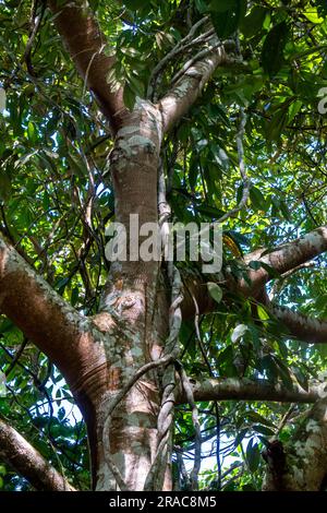Floral biodiversity in the Amazon jungle of Peru Stock Photo - Alamy