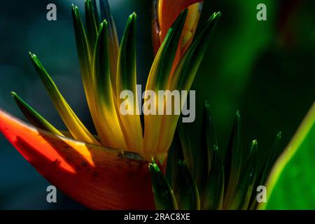 Heliconia golden torch (heliconia psittacorum). Peruvian amazon,Tingo Maria,Huanuco,Peru. Stock Photo