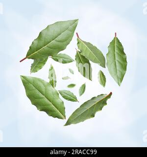 Fresh bay leaves whirling on light blue background Stock Photo