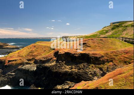 The boardwalk at The Nobbies protects the delicate coastal environment from the hordes of tourists. The Visitor Centre is also visible in this shot. Stock Photo