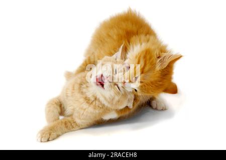 Sweet kittens are fighting and playing on a white background. Stock Photo