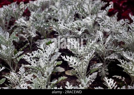 Senecio cineraria. Silver Dust leaves in summer garden. Stock Photo