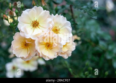 Beautiful fresh musk rose. Rosa moschata flowers in early summer Stock Photo