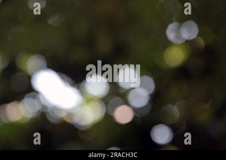 Blurry leaves background. Stock Photo