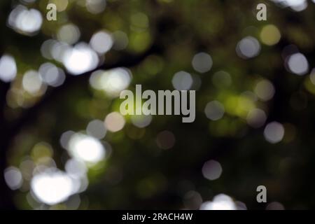 Blurry leaves background. Stock Photo