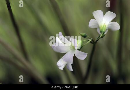 nature background oxalys triangularis background. Nature background Stock Photo
