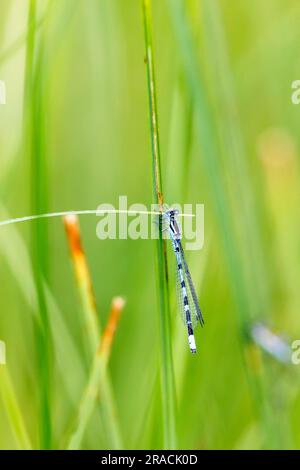 Common blue damselfly on grass Stock Photo - Alamy