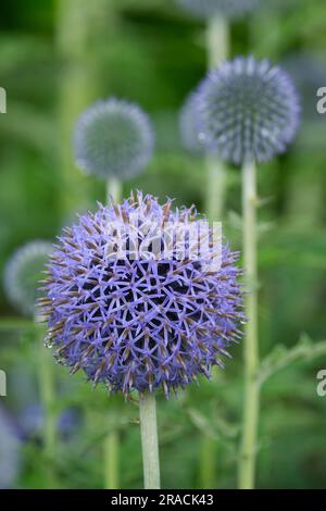 Echinops bannaticus Taplow Blue, blue globe thistle, herbaceous perennial, Rounded, blue flower heads, attractive to butterflies and bees Stock Photo