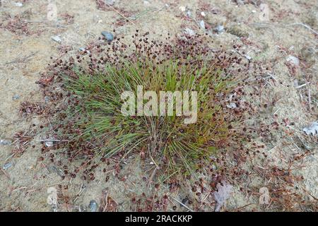 Natural closeup on the small gracious looking swamp grass, the bristle club-rush or bulrush, Isolepis setacea Stock Photo