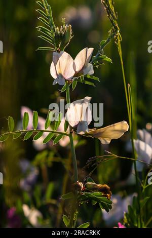 A large yellow vetch or big flower vetch. Vicia grandiflora. Wild plant shot in the spring. Stock Photo