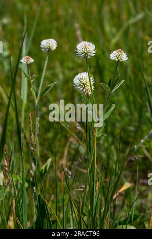 Trifolium montanum, mountain clover meadow in summer. Collecting medicinal herbs for non-traditional medicine. Soft focus. Stock Photo