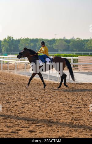 Horses in training at dirt track horseracing Stock Photo