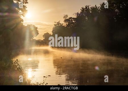 Mystical Morning: Sunlight Piercing through Misty River, photo of sun shining through the morning mist over the water of a river flowing between the trees. High quality photo, Witness the magical beauty of a misty morning as the sun's gentle rays penetrate through the mist, illuminating the water of a serene river flowing between the trees. This captivating photo captures nature's enchantment, with the mist creating an ethereal atmosphere and the sunlight casting a golden glow over the tranquil scene. The river, embraced by the lush foliage, flows gracefully, creating a sense of calm and seren Stock Photo