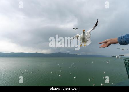 Close-up of a seagull catching a piece of bread thrown by a woman against the background of a lake and mountains Stock Photo