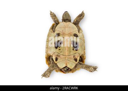 Turtle isolated on a white background Stock Photo