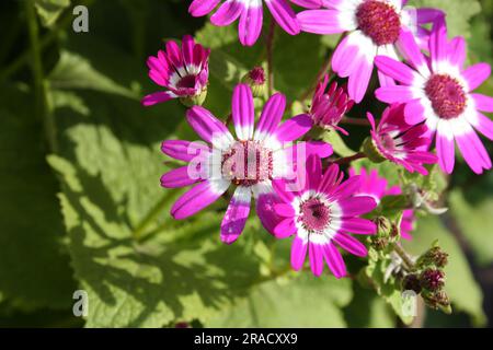 Magenta-white flowers of Florist's cineraria (Pericallis x. hybrida) in bloom : (pix Sanjiv Shukla) Stock Photo