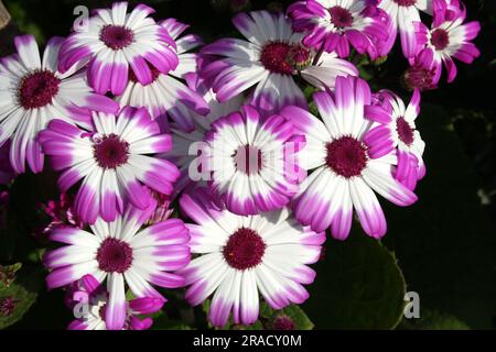 Magenta-white flowers of Florist's cineraria (Pericallis x. hybrida) in bloom : (pix Sanjiv Shukla) Stock Photo