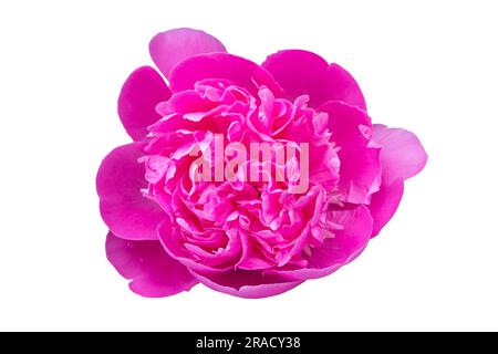 Beautiful pink peony isolated on white background, flowers garden for design Stock Photo