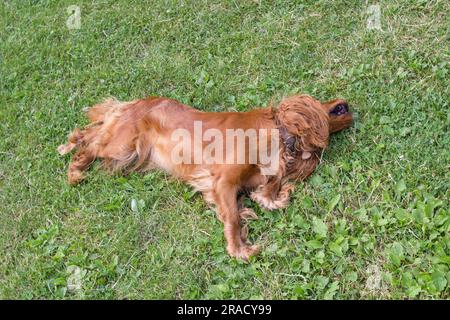 The English Cocker Spaniel was lying on the grass laughingly Stock Photo