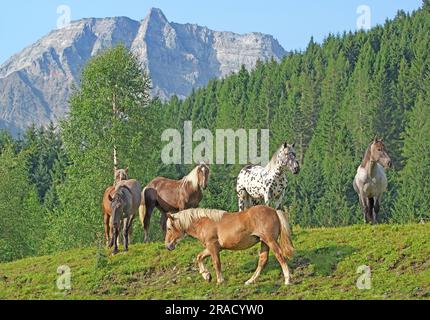 A group of Noriker horses at the end of Rauris valley in front of Hoher Sonnblick (3105 m). Rauriser Tal, Austria, country Salzburg Stock Photo