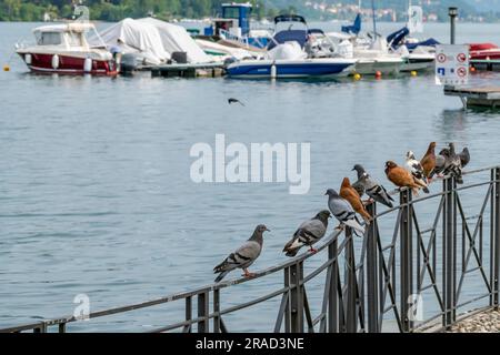Pigeons of various colors lined up on a railing along the lakefront in Porto Ceresio, Italy Stock Photo