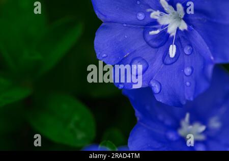 Blue flower with water drops on petals and green leaves background Stock Photo