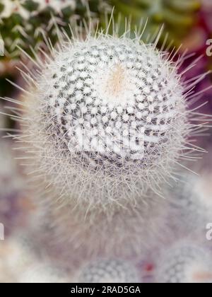 Macro close-up of a white spiny cactus with fine radial needles and geometric texture, photographed with shallow depth of field against a soft natural Stock Photo