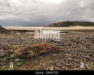 Log in cobbles at South Beach, Olympic National Park, Washington Stock ...